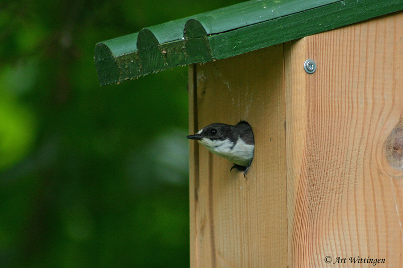 Ficedula hypoleuca / Bonte Vliegenvanger / European Pied Flycatcher