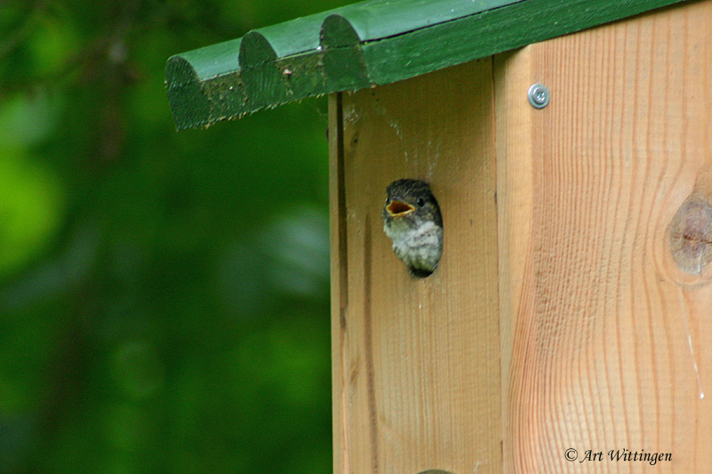 Ficedula hypoleuca / Bonte Vliegenvanger / European Pied Flycatcher