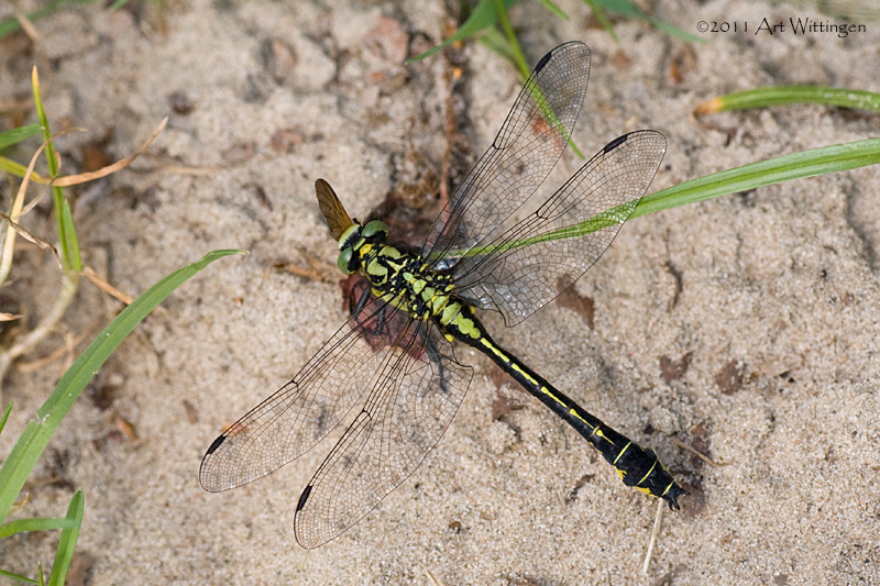 Gompus Vulgatissimus / Beekrombout / Club-tailed Dragonfly 