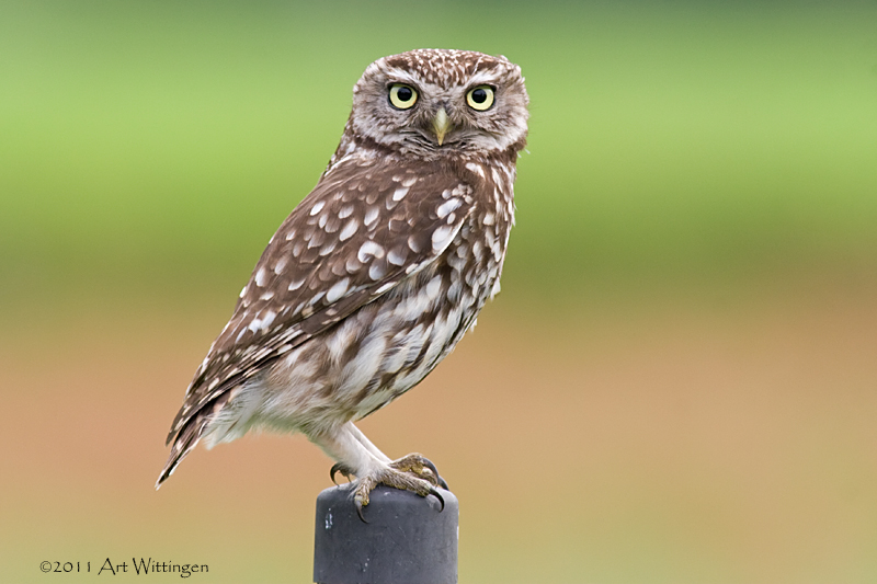 Athene noctua / Steenuil / Little owl