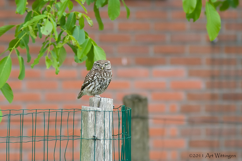 Athene noctua / Steenuil / Little owl