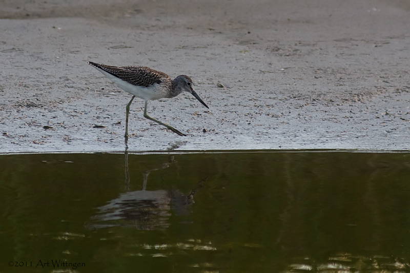 Tringa nebularia / Groenpootruiter / Common Greenshank