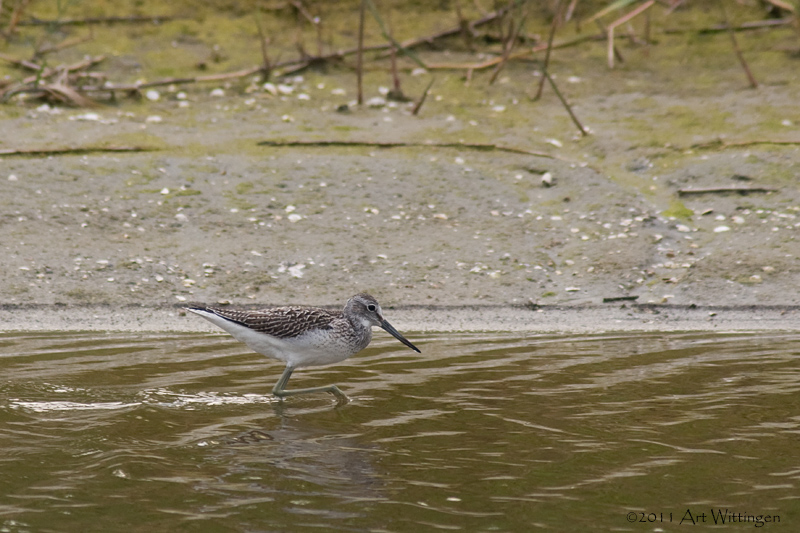 Tringa nebularia / Groenpootruiter / Common Greenshank