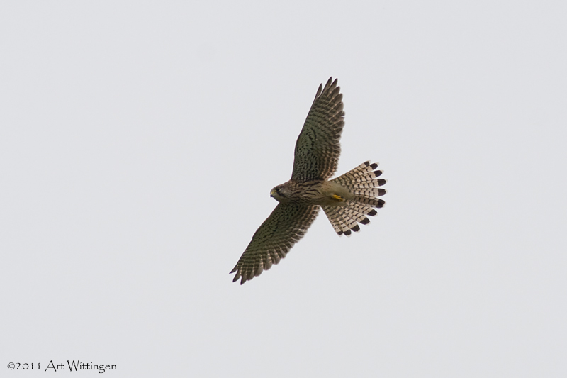 Falco Tinnunculus / Torenvalk / Kestrel