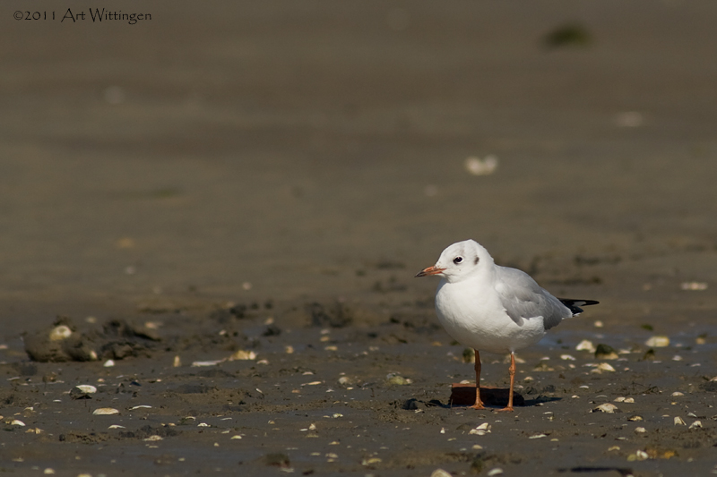 Larus Ridibundus / Kokmeeuw / Black headed Gull