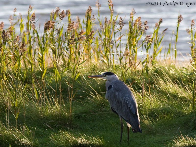 Ardea Cinerea / Blauwe Reiger / Grey Heron