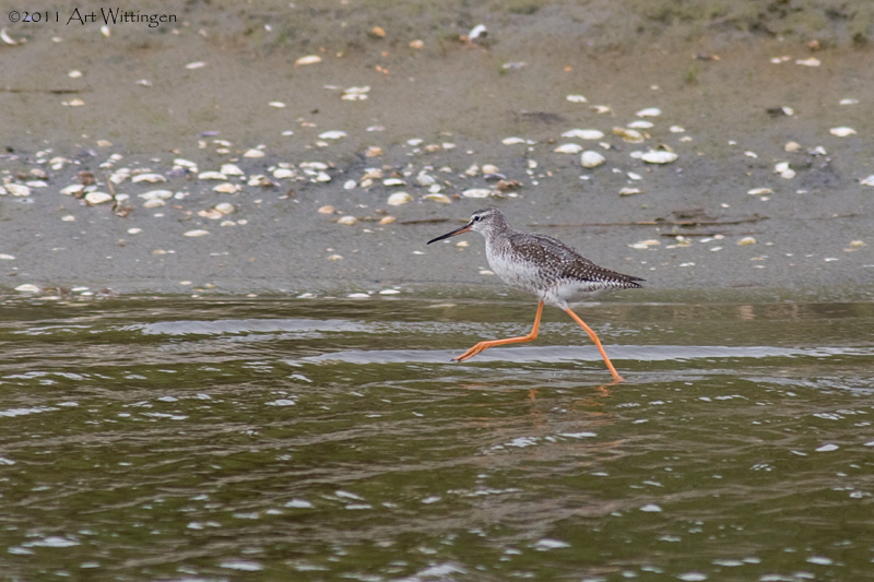 Tringa Erytrhopus / Zwarte Ruiter / Spotted redshank