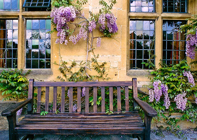 Wisteria and Bench