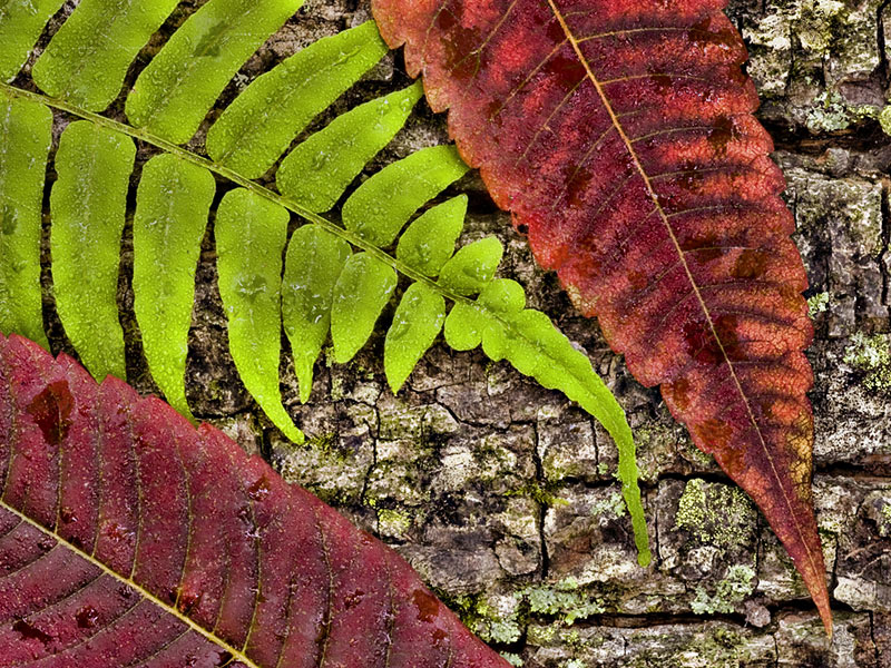 Sumac and Fern on downed tree