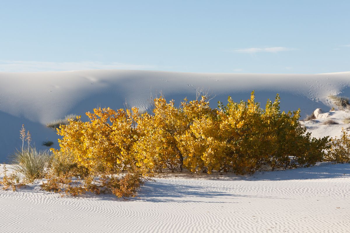 Tops of cottonwood trees -- the rest of the tree is buried under the sand