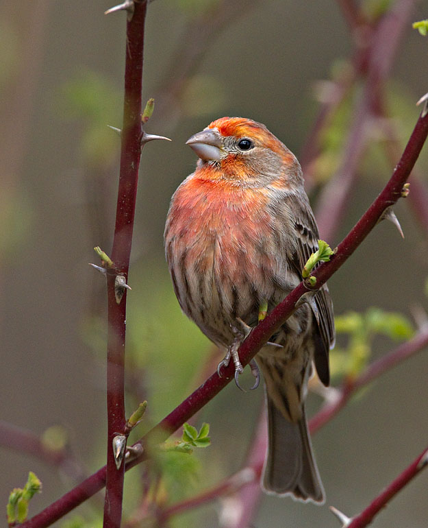 House Finch