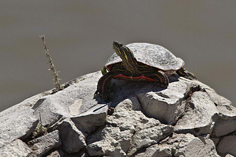 Western Painted Turtle