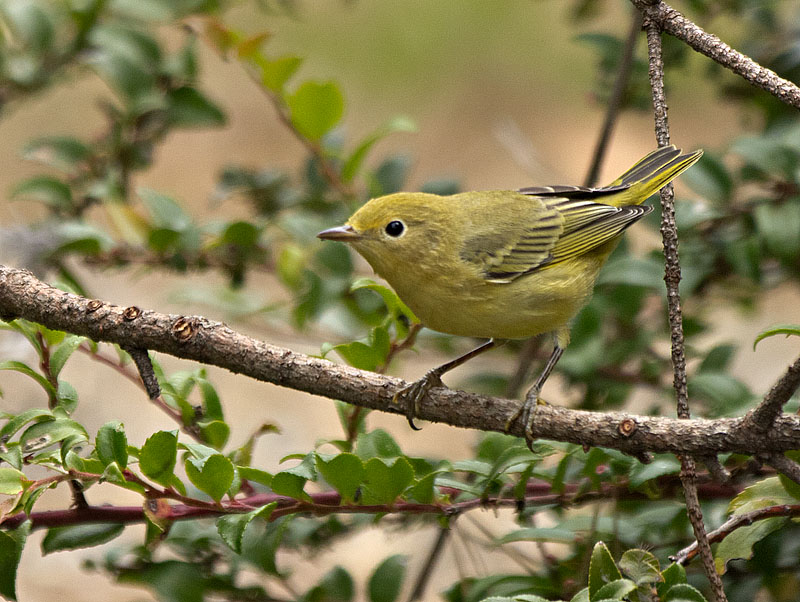 Yellow Warbler female