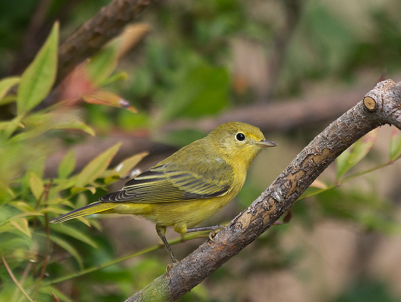 Yellow Warbler female