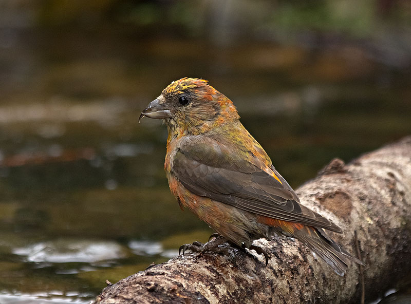 Red Crossbill