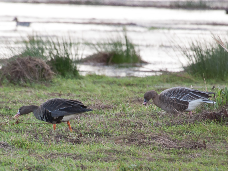 Greater White-fronted Goose and Pink-footed Goose