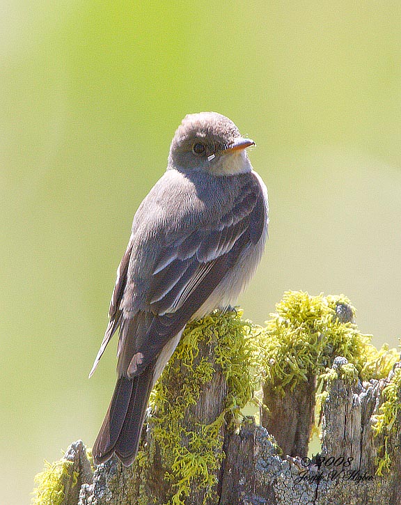 Willow Flycatcher