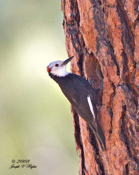 White-headed Woodpecker