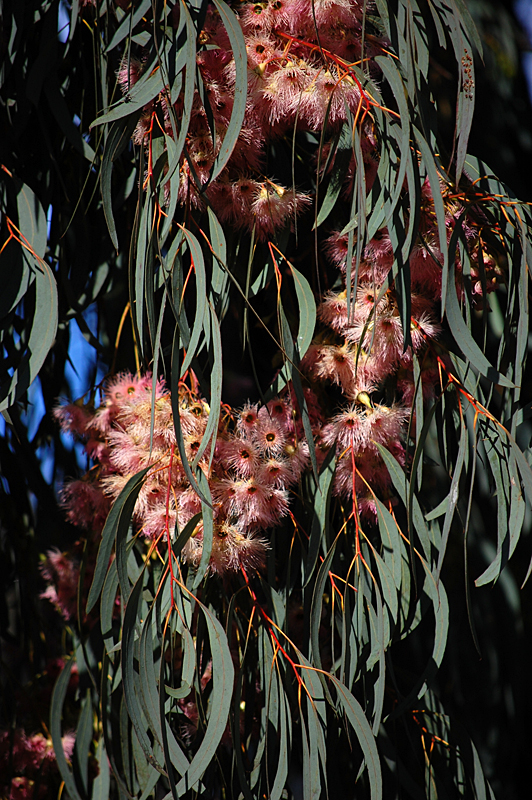 Flowers whisper Beauty! to the world, even as they fade, wilt, fall.  -Dr. SunWolf