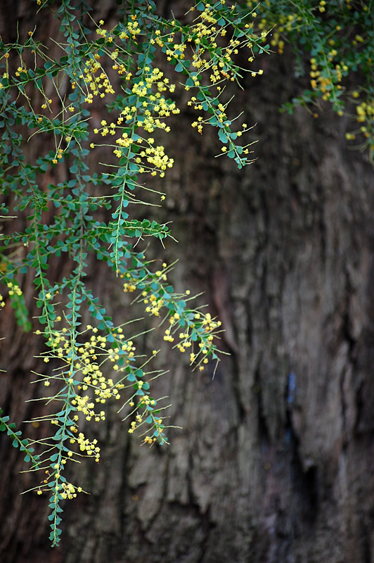 A sprig of wattle or Australias colours of green and gold - 1 September - National Wattle Day