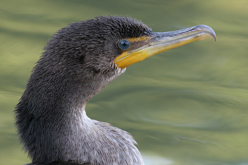 cormorant 86