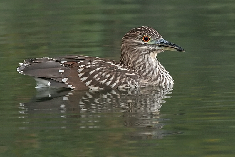 juvenile black-crowned night heron 333