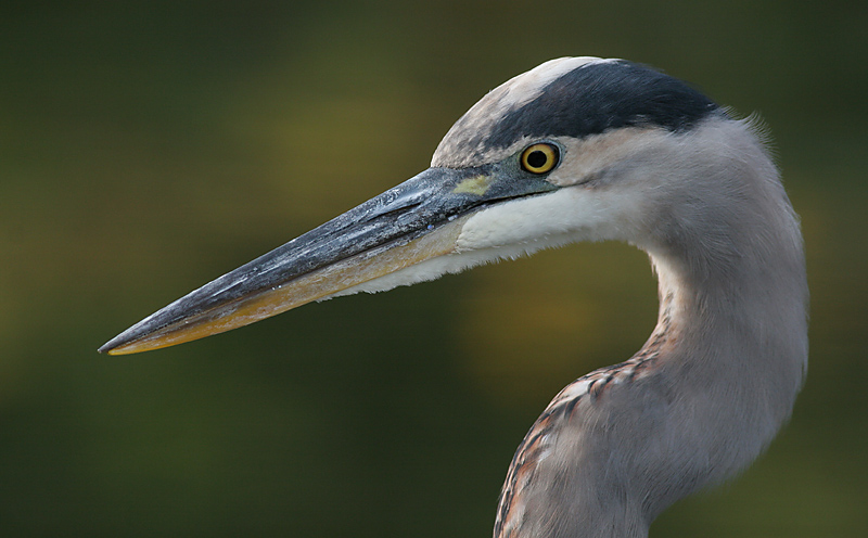 great blue heron 376
