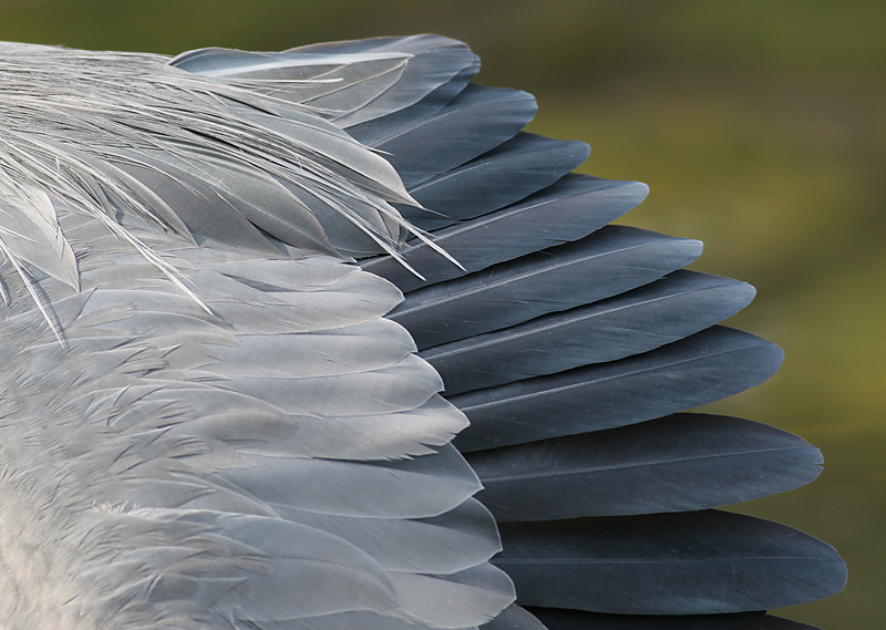 great blue heron 378