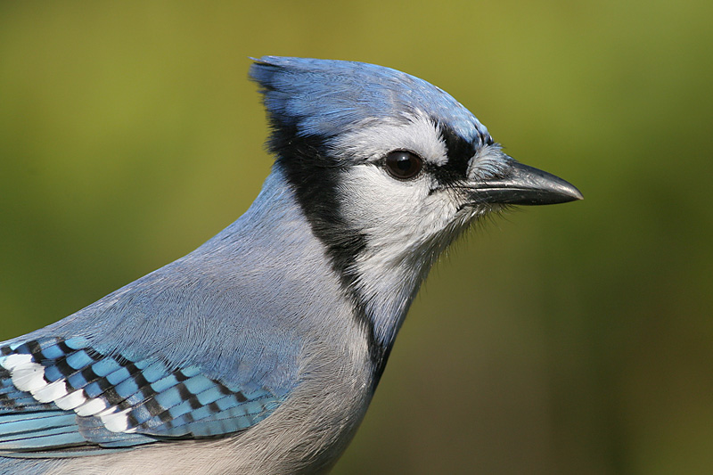 bluejay 172