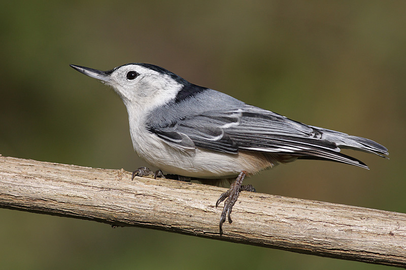 white-breasted nuthatch 220