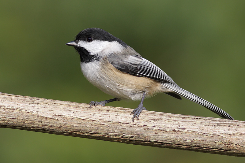 chickadee 483