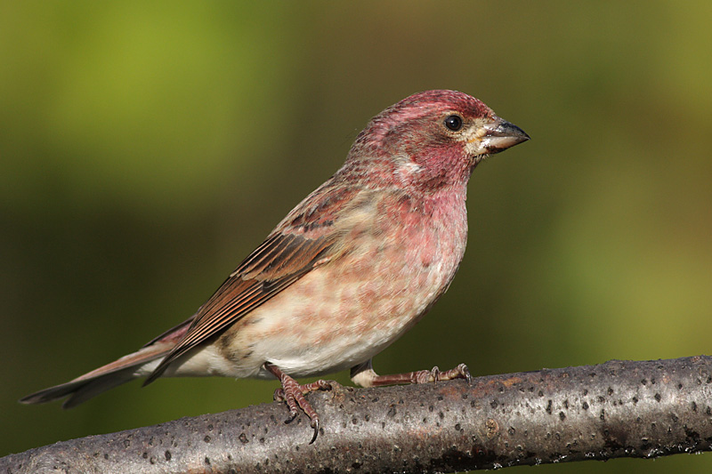 purple finch 1