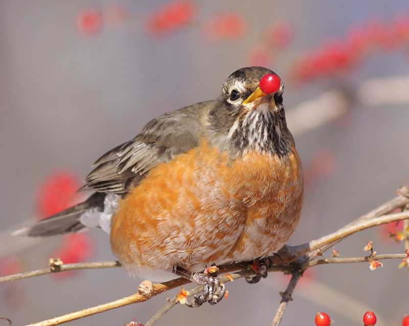 robin 73