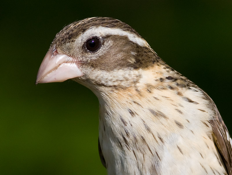 rose breasted grosbeak 61