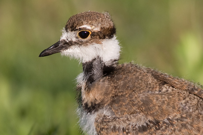 killdeer chick 14