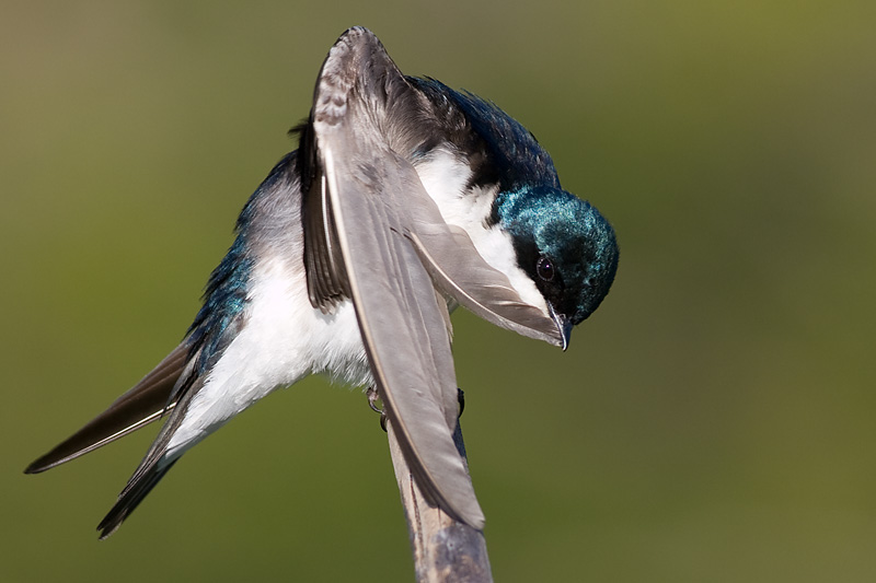 tree swallow 165