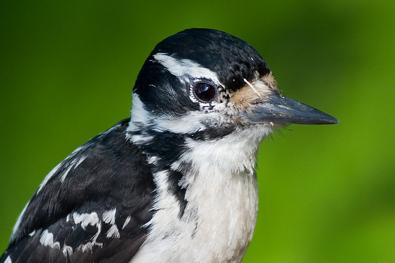 hairy woodpecker 34