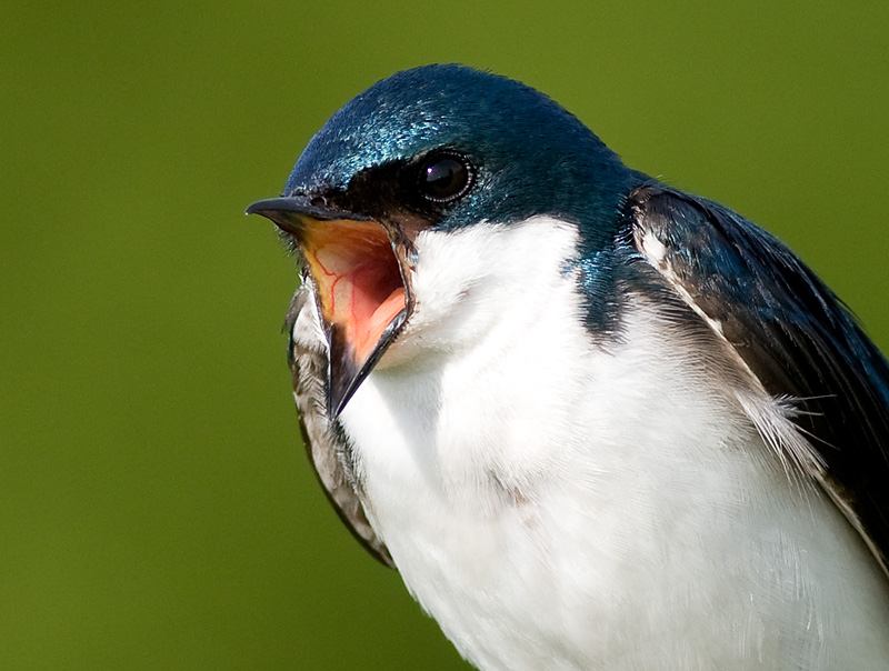 tree swallow 168