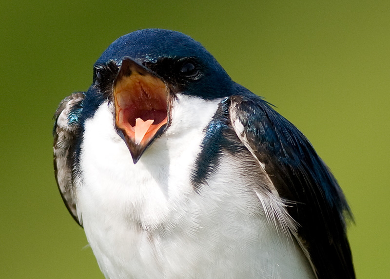 tree swallow 170