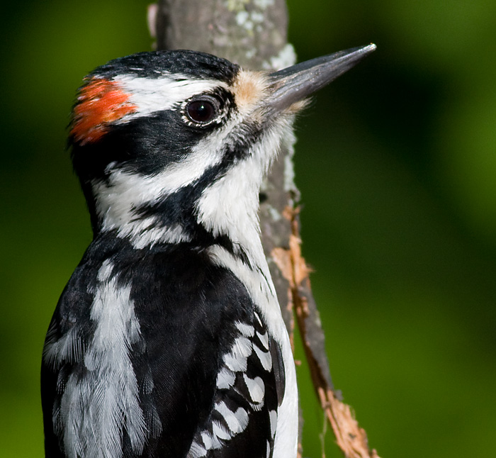 hairywoodpecker35.jpg