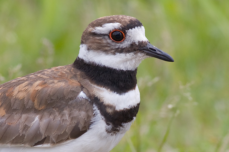 killdeer 62