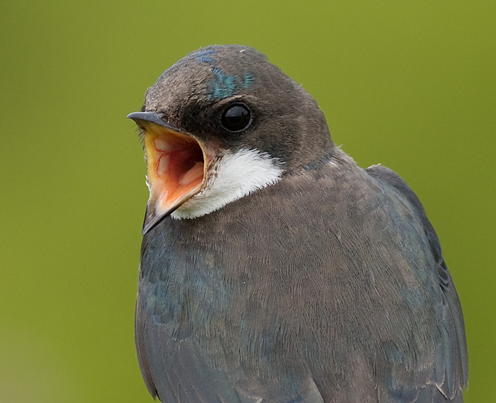 tree swallow 183