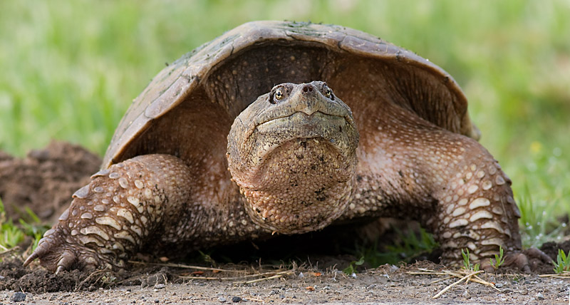 snapping turtle 12