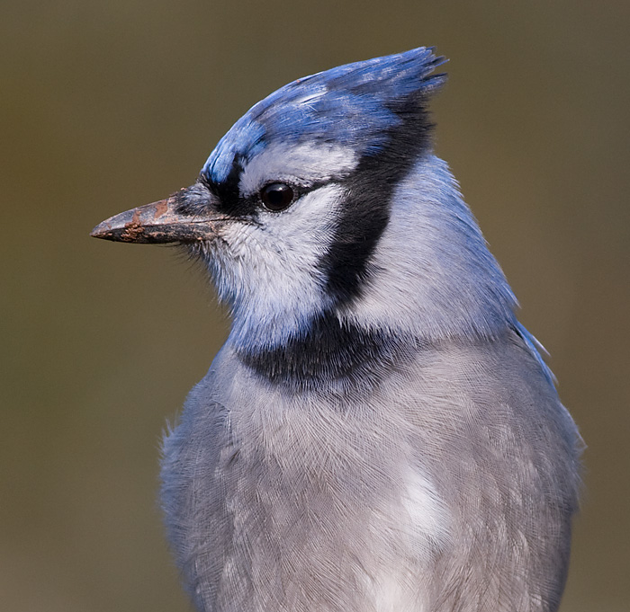 bluejay 179