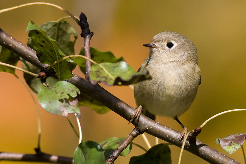 ruby crowned kinglet 2