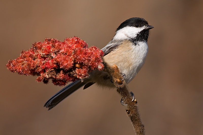 chickadee 521
