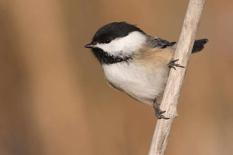 chickadee 522