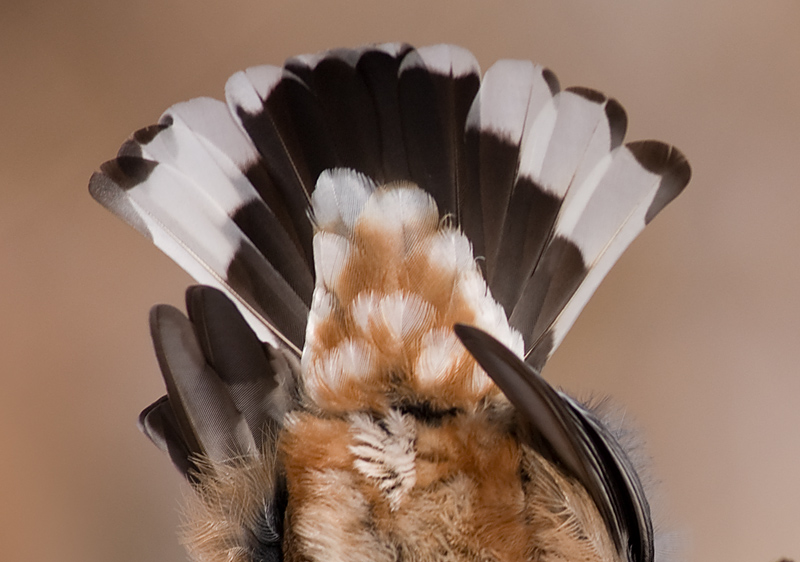 white-breasted nuthatch tail feather