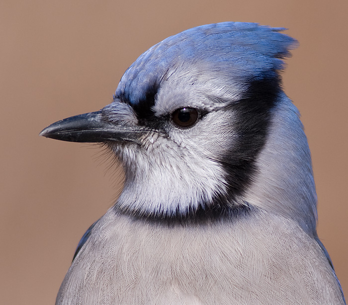 bluejay 183