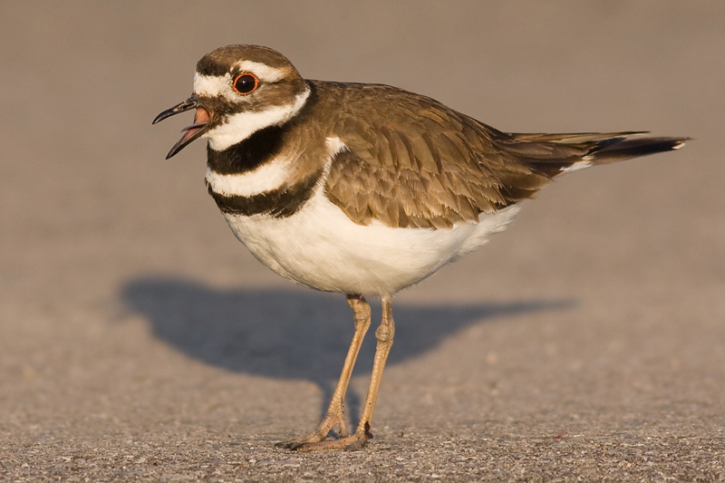 killdeer 70